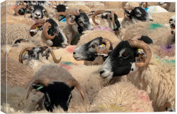 A Spectrum of Swaledales Canvas Print by Richard Laidler