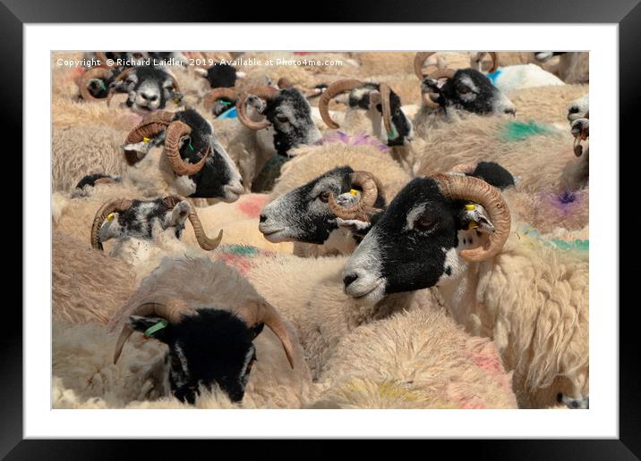 A Spectrum of Swaledales Framed Mounted Print by Richard Laidler
