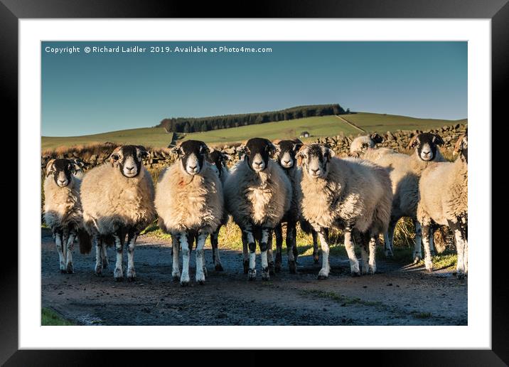 A Curiousness of Swaledales Framed Mounted Print by Richard Laidler