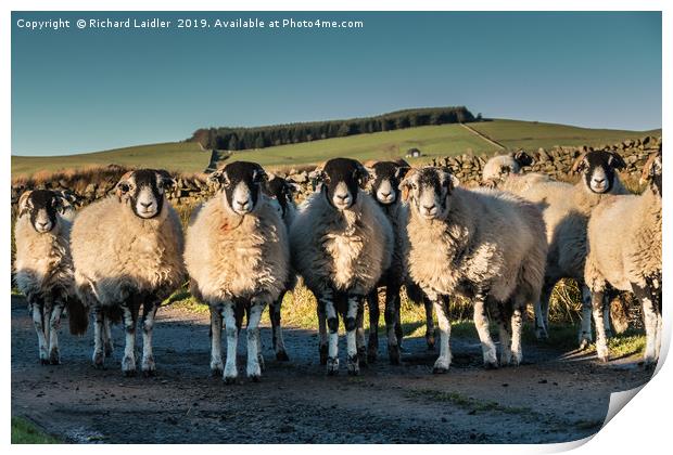 A Curiousness of Swaledales Print by Richard Laidler