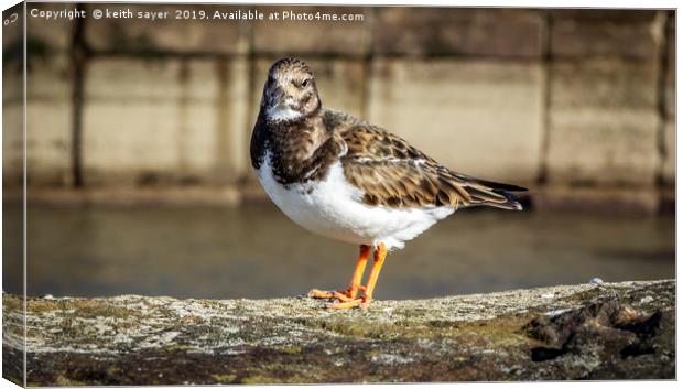 Turnstone Whitby North Yorkshire Canvas Print by keith sayer