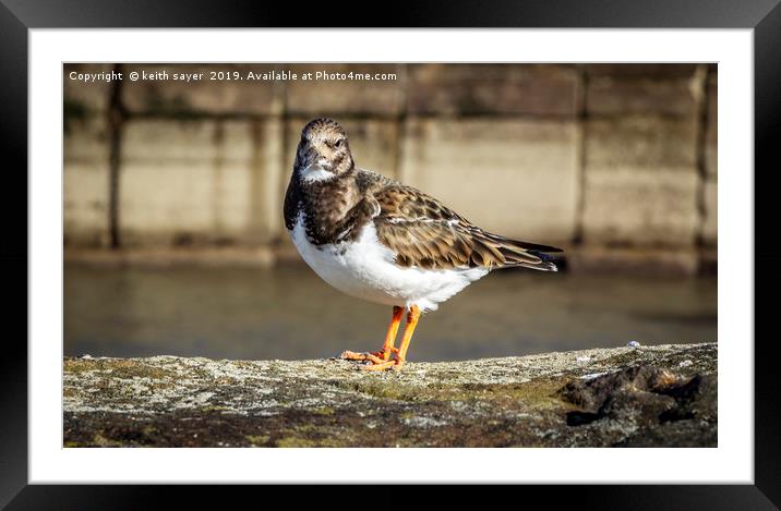 Turnstone Whitby North Yorkshire Framed Mounted Print by keith sayer