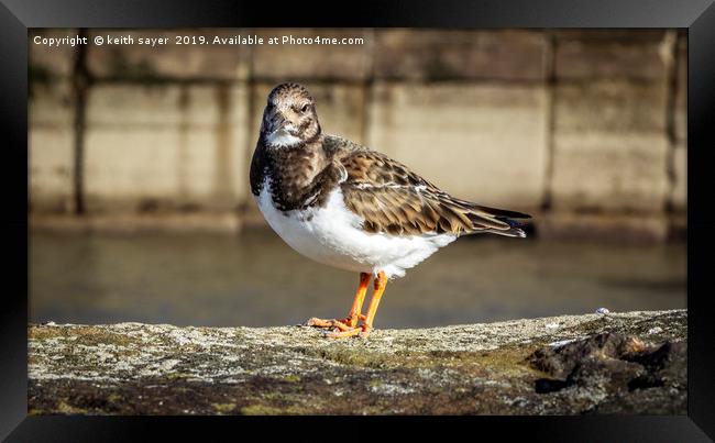 Turnstone Whitby North Yorkshire Framed Print by keith sayer