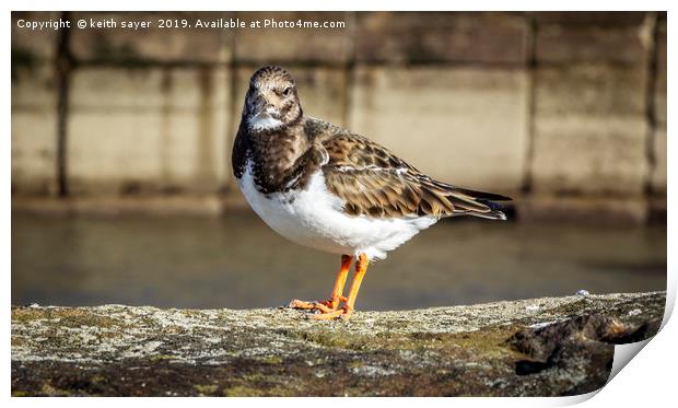 Turnstone Whitby North Yorkshire Print by keith sayer