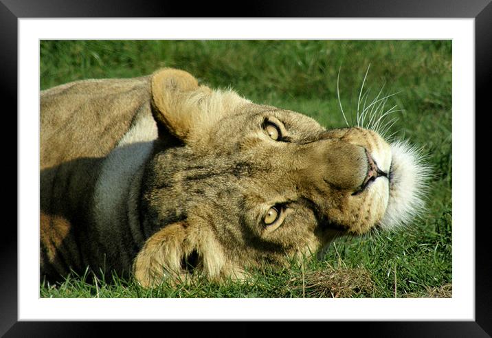 Lioness Framed Mounted Print by Marja Ozwell