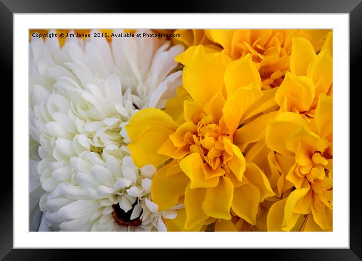 Yellow and White Chrysanthemums Framed Mounted Print by Jim Jones