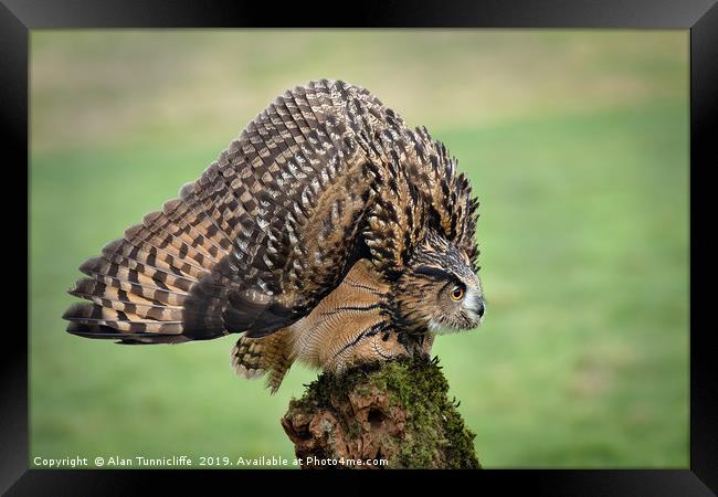 Eurasian eagle owl Framed Print by Alan Tunnicliffe