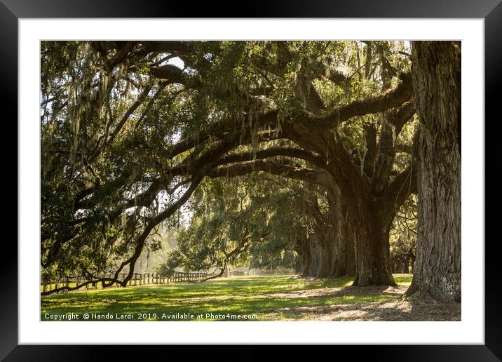 Oak And Moss Framed Mounted Print by DiFigiano Photography