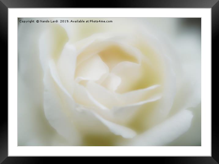 White Rose Framed Mounted Print by DiFigiano Photography