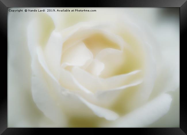 White Rose Framed Print by DiFigiano Photography