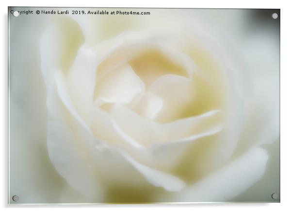White Rose Acrylic by DiFigiano Photography