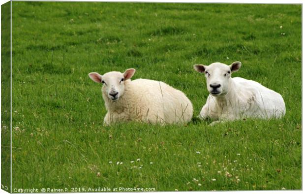 Two sheep near Dingle, Ireland Canvas Print by Lensw0rld 