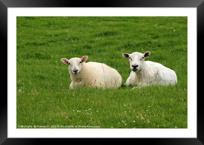 Two sheep near Dingle, Ireland Framed Mounted Print by Lensw0rld 