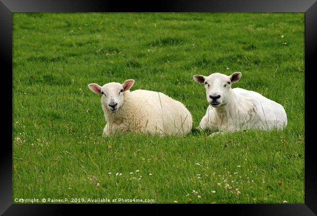 Two sheep near Dingle, Ireland Framed Print by Lensw0rld 