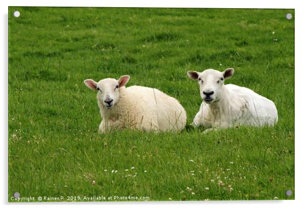 Two sheep near Dingle, Ireland Acrylic by Lensw0rld 