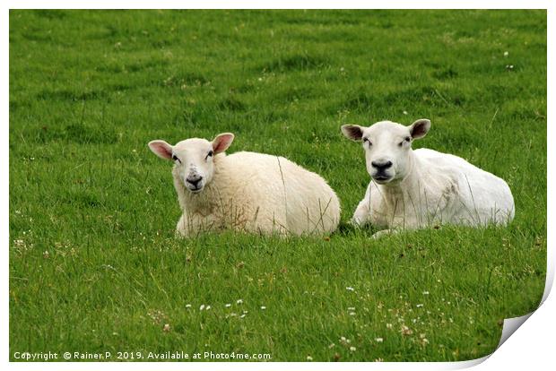 Two sheep near Dingle, Ireland Print by Lensw0rld 