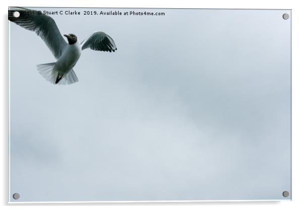 Black-headed gull Acrylic by Stuart C Clarke