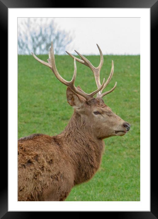 The red deer (Cervus elaphus) Framed Mounted Print by Images of Devon