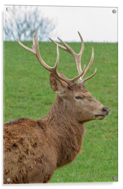 The red deer (Cervus elaphus) Acrylic by Images of Devon