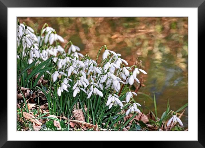 "Snowdrops by the stream" Framed Mounted Print by ROS RIDLEY
