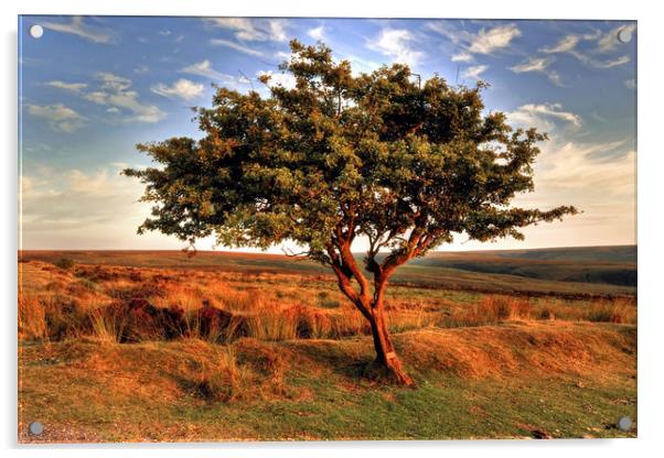 Lone Exmoor Tree Acrylic by austin APPLEBY
