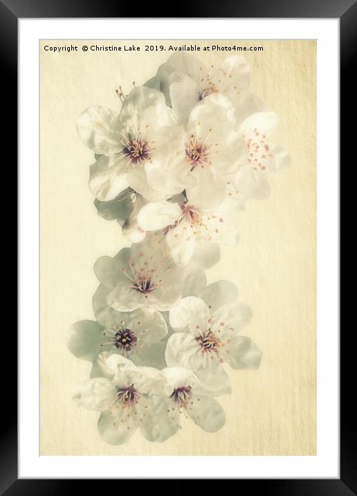 First Blossom Framed Mounted Print by Christine Lake