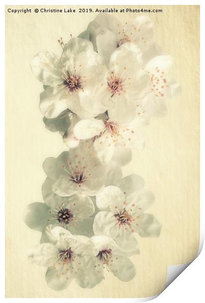 First Blossom Print by Christine Lake