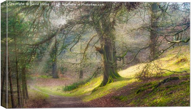 Spring woodland path Canvas Print by David Irving
