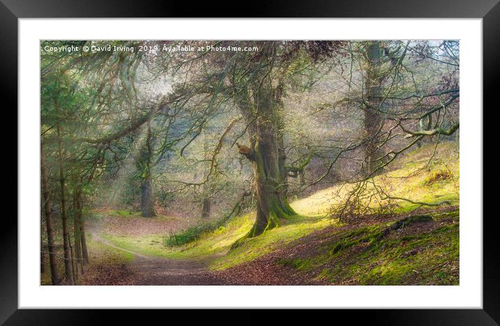 Spring woodland path Framed Mounted Print by David Irving