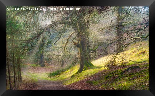 Spring woodland path Framed Print by David Irving