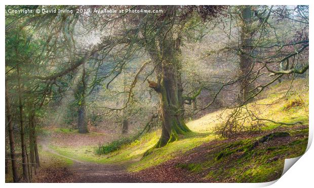 Spring woodland path Print by David Irving