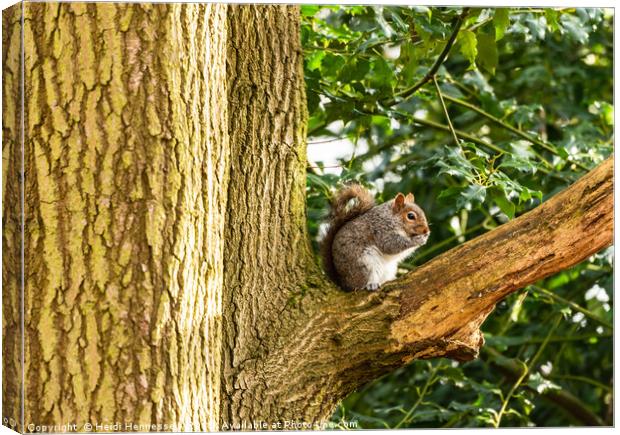 Sun-Kissed Squirrel Snacking Canvas Print by Heidi Hennessey