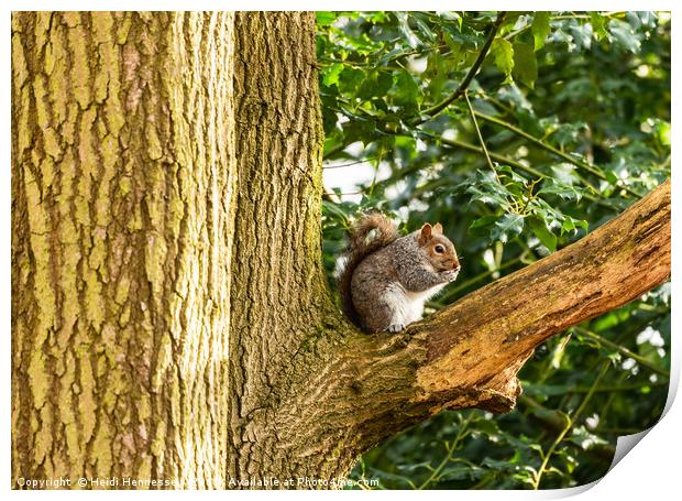 Sun-Kissed Squirrel Snacking Print by Heidi Hennessey