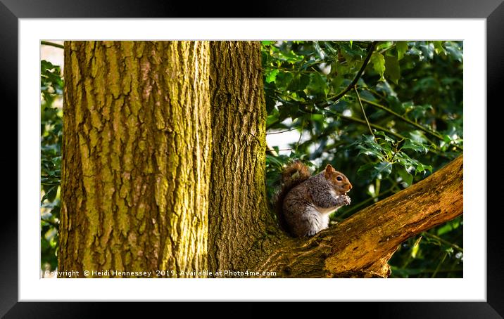 Nut-crunching Squirrel Framed Mounted Print by Heidi Hennessey