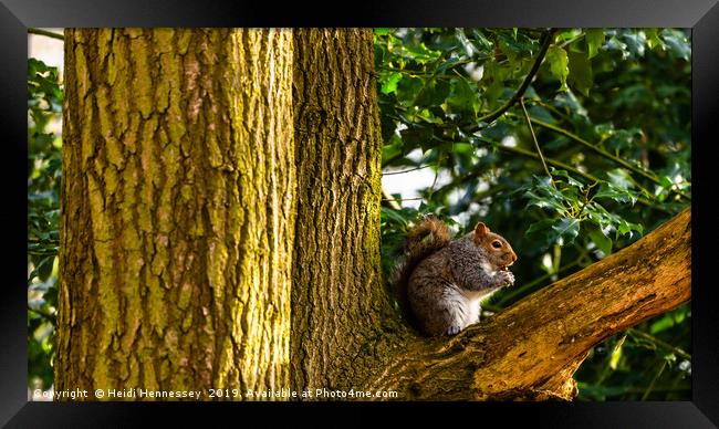 Nut-crunching Squirrel Framed Print by Heidi Hennessey