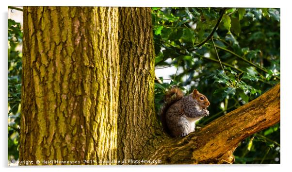 Nut-crunching Squirrel Acrylic by Heidi Hennessey