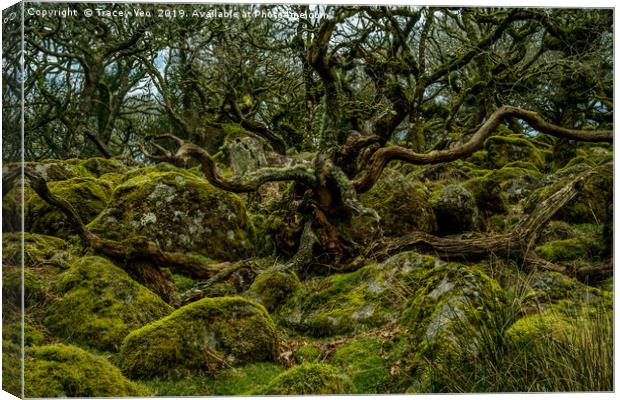 Octopus Tree. Canvas Print by Tracey Yeo