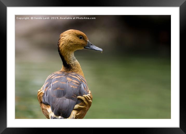 Duck And Drop Framed Mounted Print by DiFigiano Photography