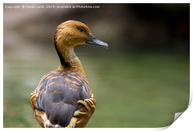 Duck And Drop Print by DiFigiano Photography