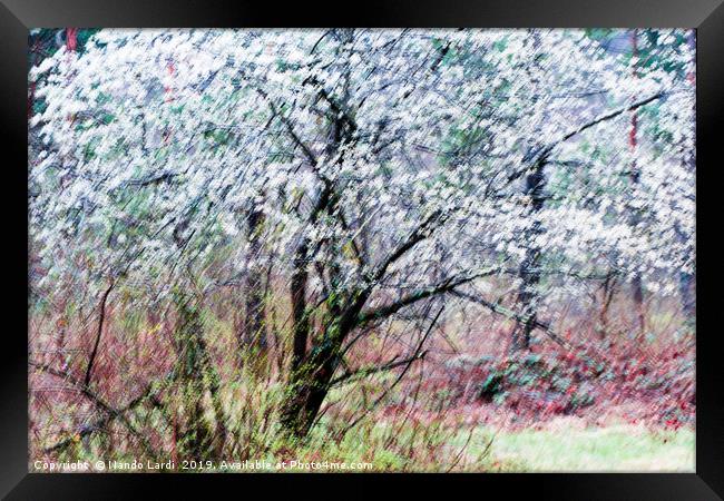 From A Distance Framed Print by DiFigiano Photography