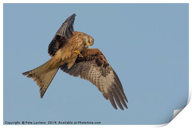 Red Kite Print by Pete Lawless