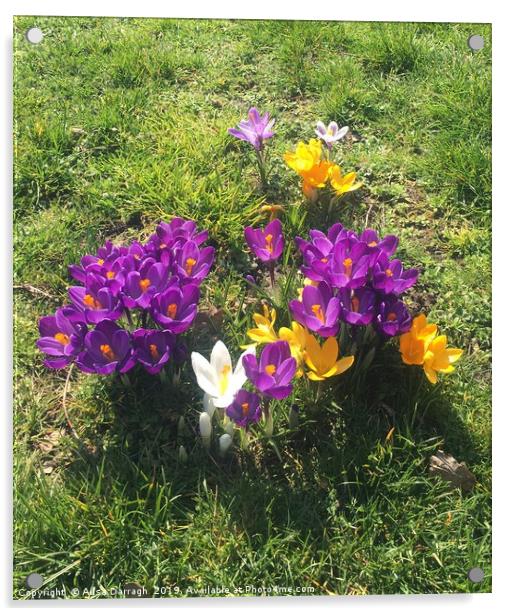 Spring Crocus flowers in bloom Acrylic by Ailsa Darragh