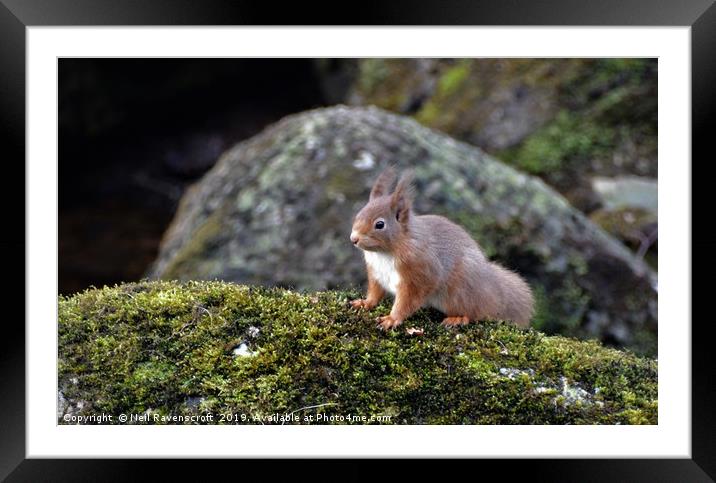 Red Squirrel 3 Framed Mounted Print by Neil Ravenscroft