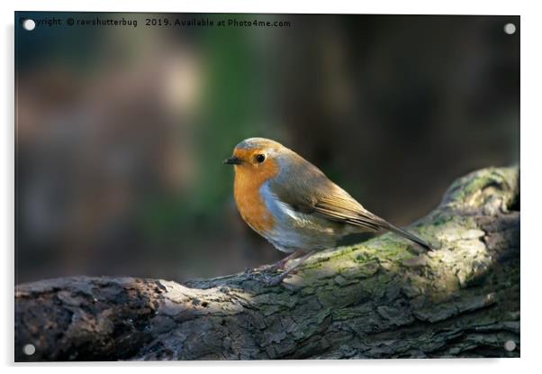 Robin Acrylic by rawshutterbug 