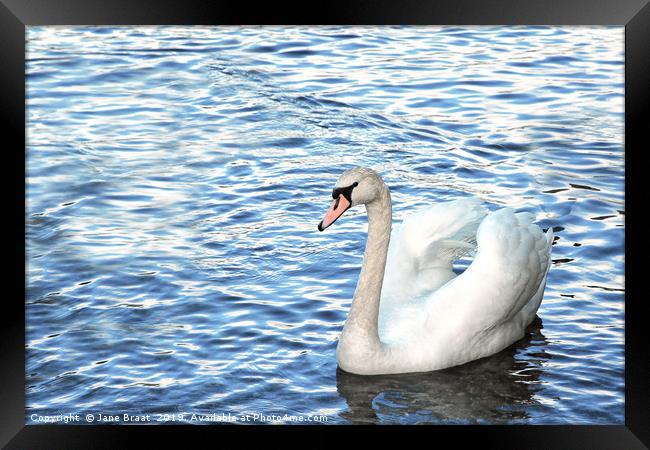 Swan at Luss Framed Print by Jane Braat