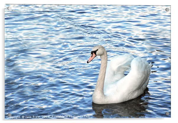 Swan at Luss Acrylic by Jane Braat