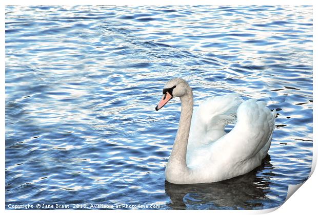Swan at Luss Print by Jane Braat