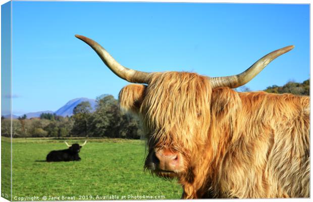 Highland Cows in Argyll Sunshine Canvas Print by Jane Braat