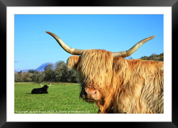 Highland Cows in Argyll Sunshine Framed Mounted Print by Jane Braat