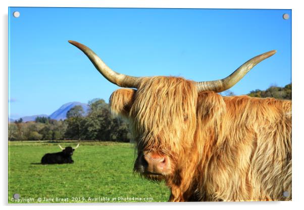 Highland Cows in Argyll Sunshine Acrylic by Jane Braat